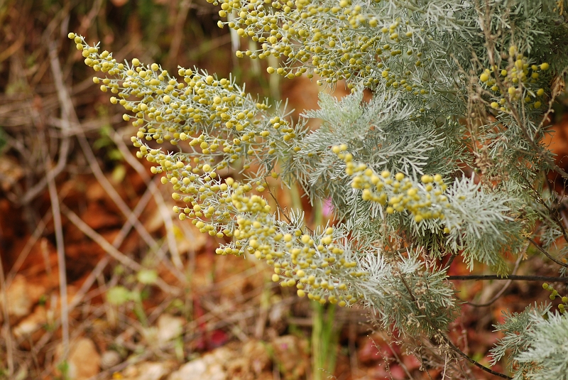 0735 Artemisia arborescens.JPG